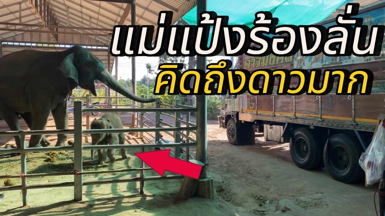 ความรักและความเป็นห่วงลูกของแม่แป้ง🤍🐘#พลายดาวมงคล