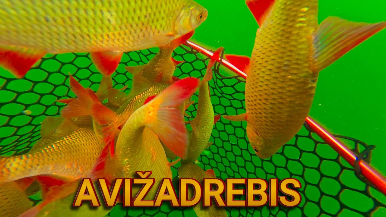 IŠPROTĖJUSIOS RAUDĖS! Pikta lydeka ir Jūrinis erelis !