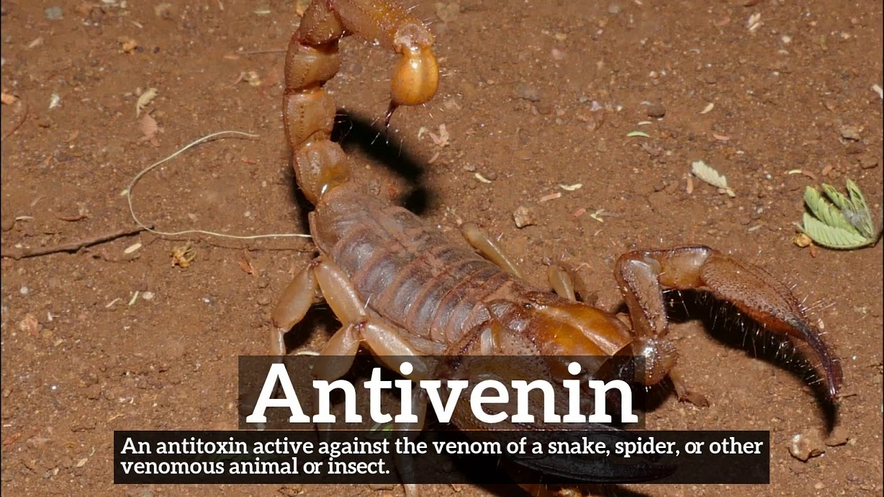 What is Antivenin? | How Does Antivenin Look? | How to Say Antivenin in English?