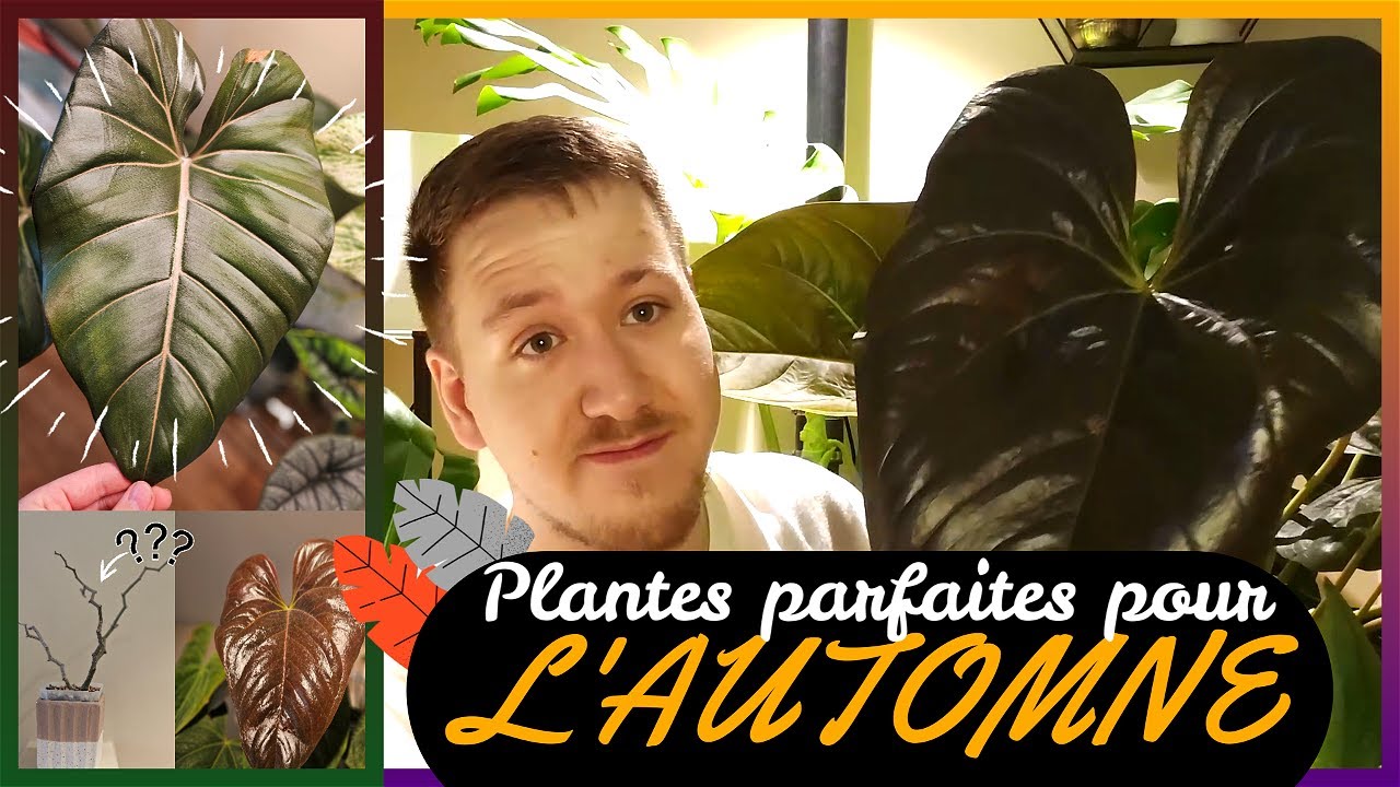 Plantes Parfaites Pour l'AUTOMNE! 🪴🍂🎃