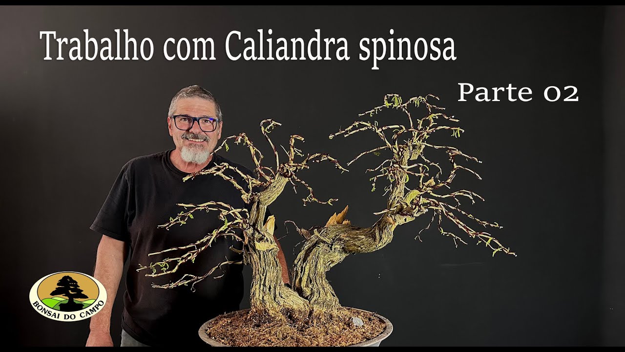 TRABALHO COM CALIANDRA SPINOSA - FINAL (Parte 2)