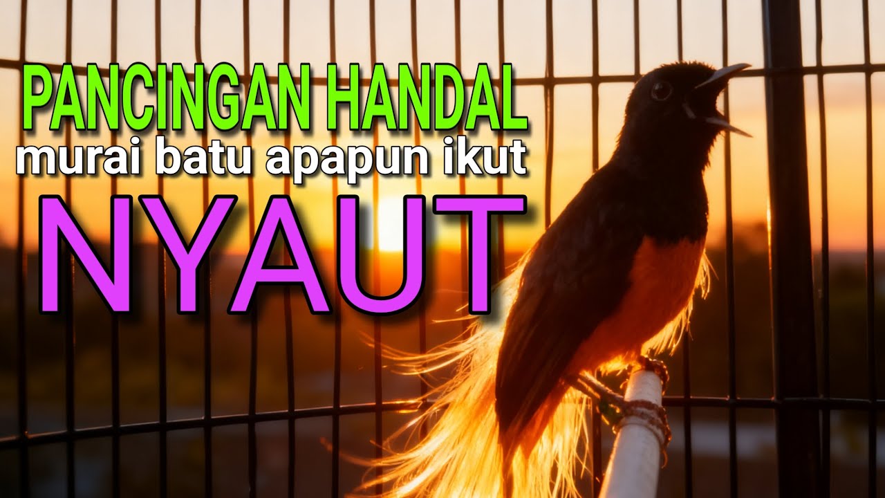 Pancingan murai batu gacor AMPUH bikin emosi dan bongkar isian langsung nyaut