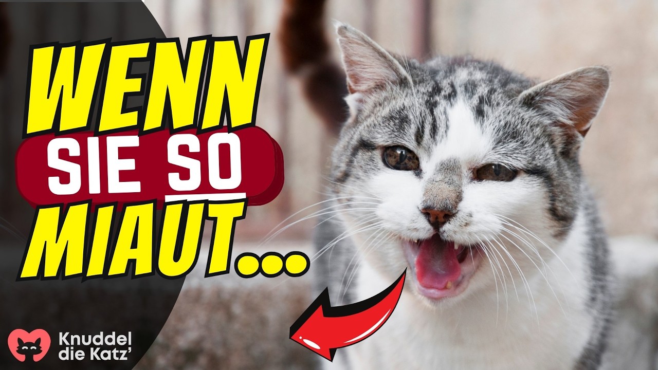 Miaut deine Katze SO, musst du dir Sorgen machen