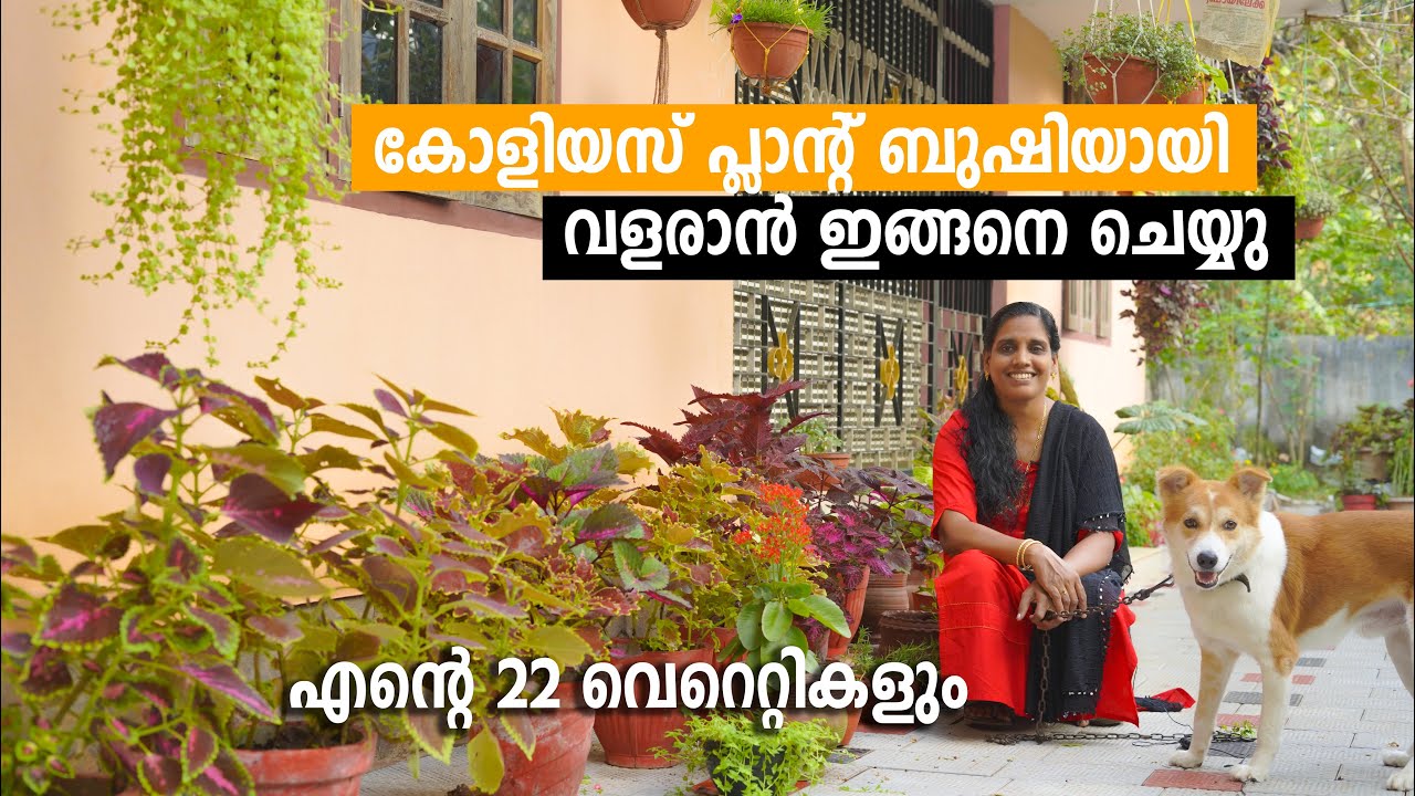 Coleus Plant Care and Propagation Tips | കോളിയസ് പ്ലാന്റ് ബുഷിയായി വളരാൻ ഇങ്ങനെ ചെയ്യു