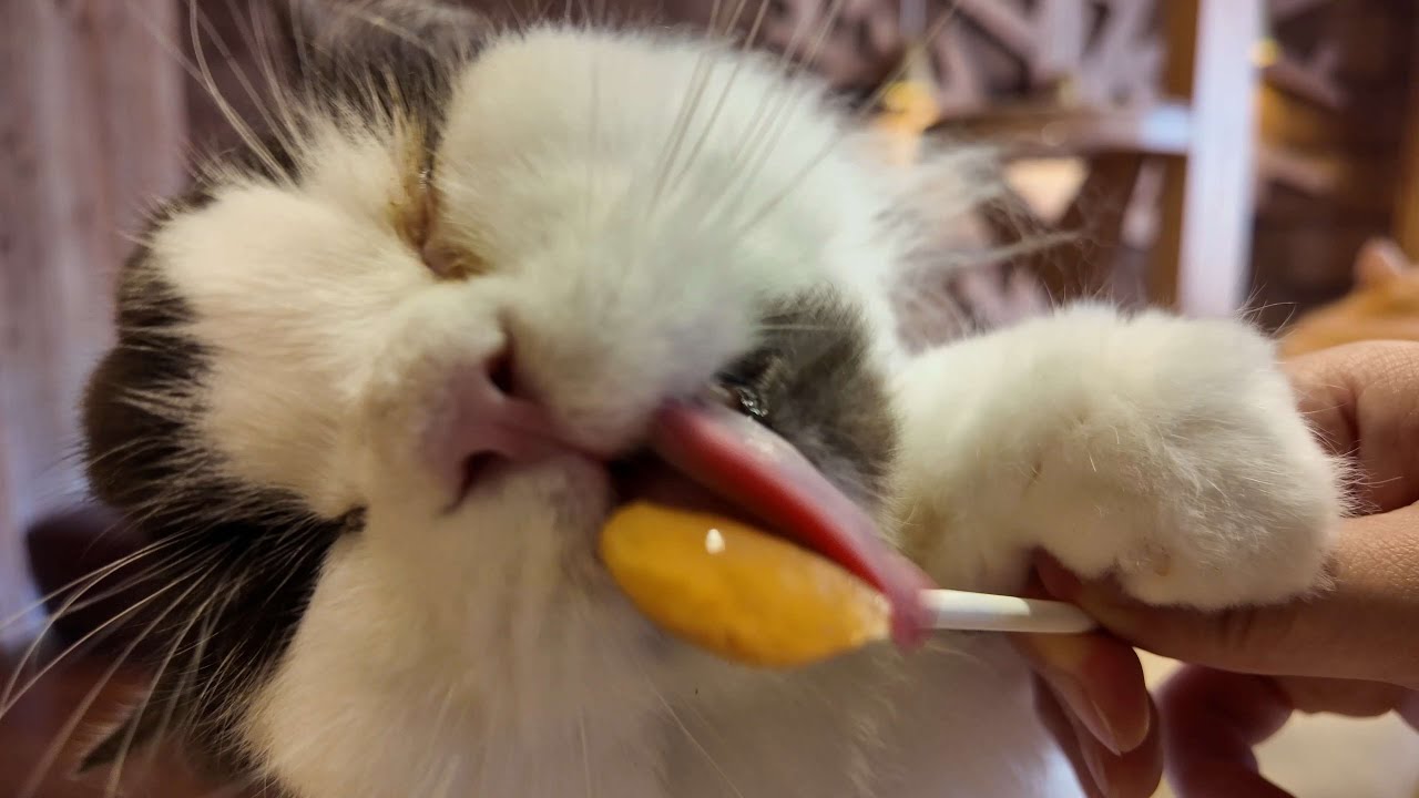 Visiting Cat Cafe MOCHA in Ikebukuro West Store, Japan: A Feline Paradise