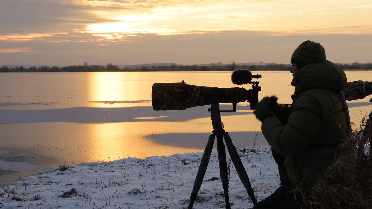 Winter Photography - Birds and Foxes