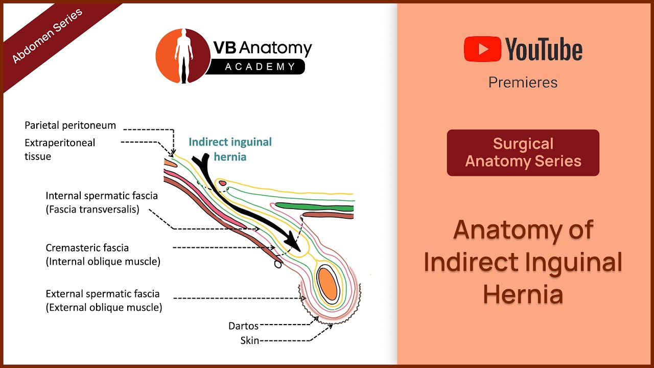 Anatomy of Indirect Inguinal Hernia | Abdomen Surgical Anatomy Series
