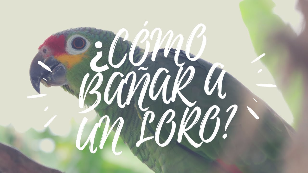 ¿COMO BAÑAR A UN LORO?