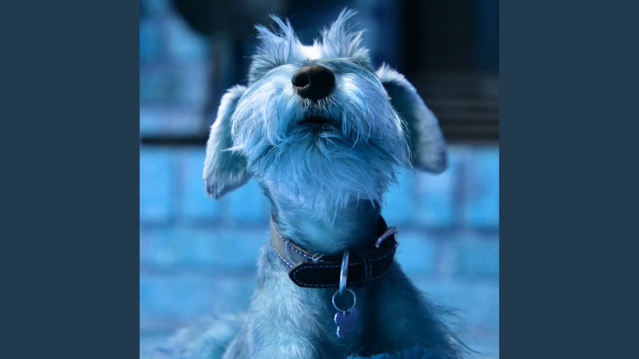 Fiery Music for Calming Pooches