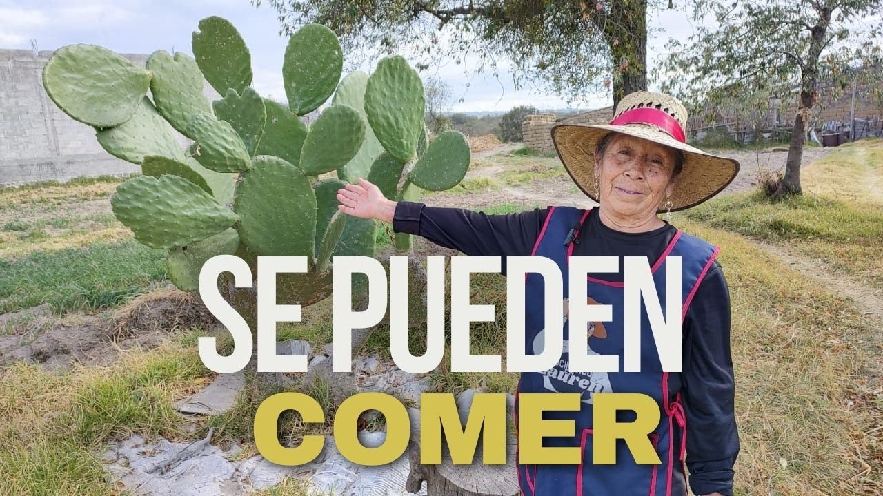 Como cocinar corazones de Nopal