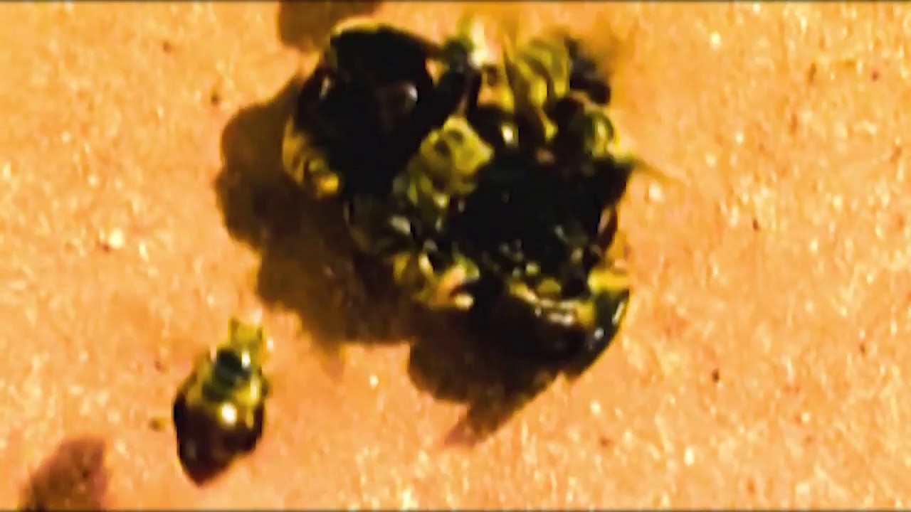 EVEHIVE - CROMADA