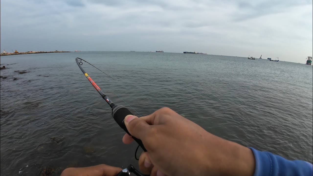 Predator Pinggir Laut dan Sambarannya...