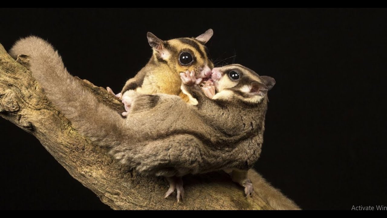 Sugar Glider 💖 Cute and Funny Sugar Glider Videos Compilation 💖 Animals Funny