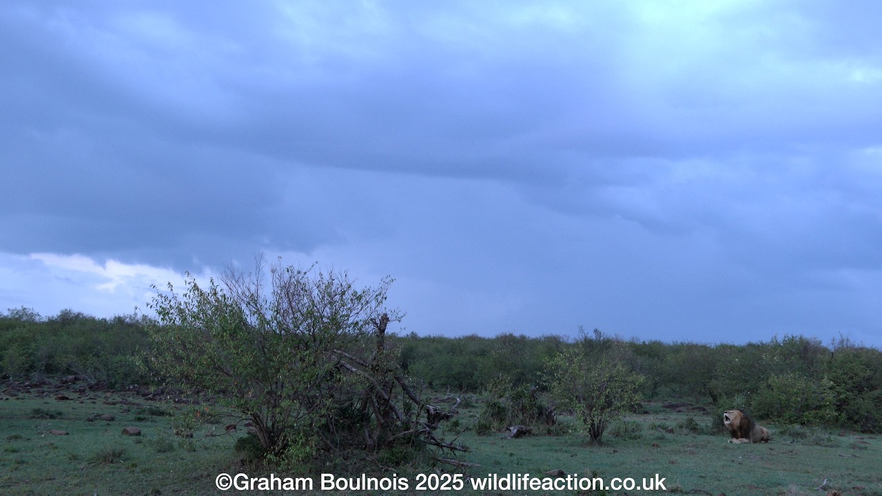 Huge male Lion roaring as the storm clouds gather