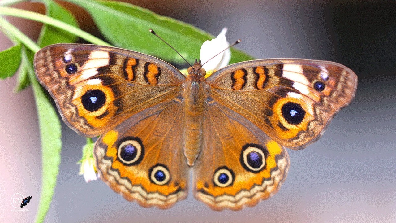 WILD HABITS OF THE MANGROVE BUCKEYE BUTTERFLY   PRECIS GENOVEVA