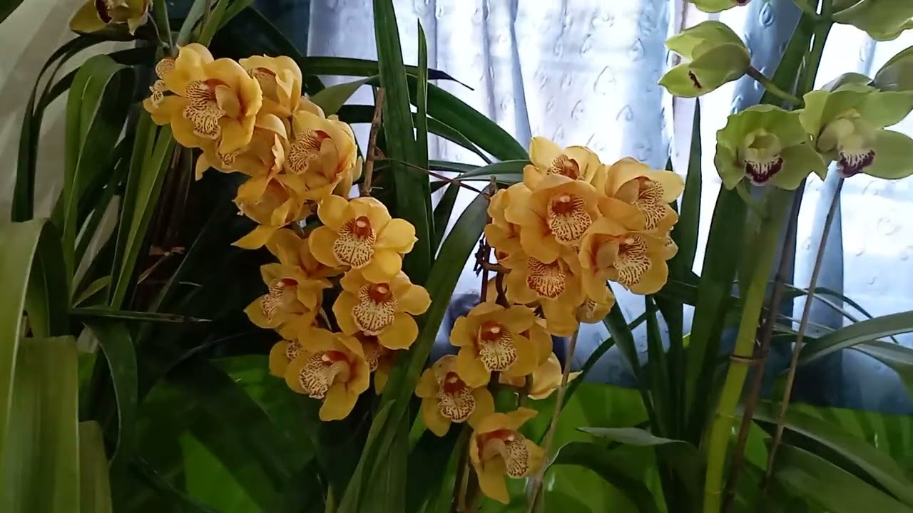 flower show 2023 which was held in mirik # care of cymbidium orchids....