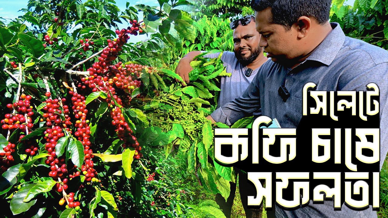 ৭ হাজার কফি গাছের আধুনিক বাগান | সিলেটে কফি চাষের সফলতার গল্প | কফি চাষে সাফল্যের রহস্য