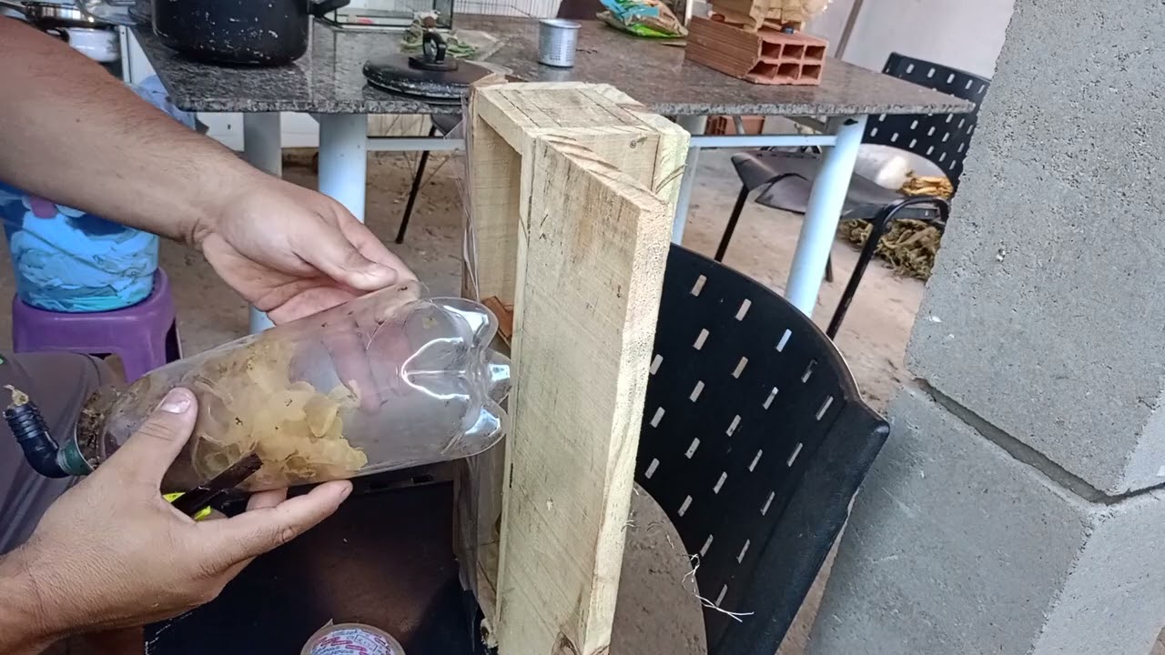 Transferência de uma abelha Jataí para uma caixa vertical, parte 1 !