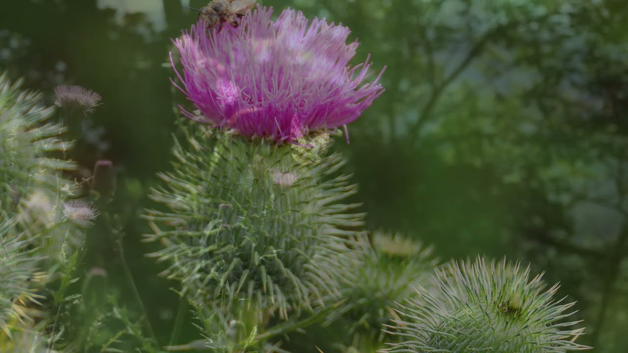 Burdock Root, One of Our Principal Ingredients