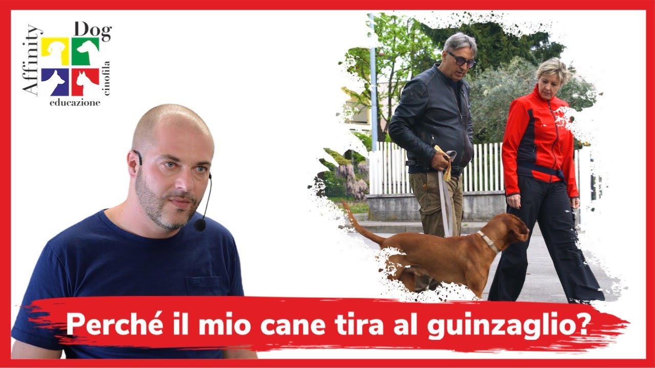 Come insegnare al cane a non tirare al guinzaglio?|Affinitydog