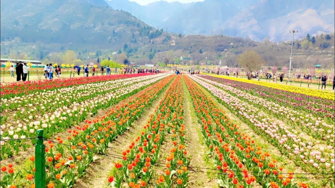 Asia largest tulip garden Srinagar Jammu and Kashmir 🌷🌷🌷🌷🌷🌷🌷🌷🌷🌷🌷🌷🌷🌷🌷🌷🌷🌺💐🌸🌷