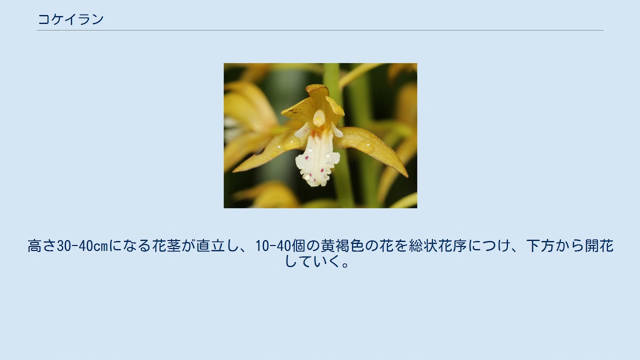 コケイラン