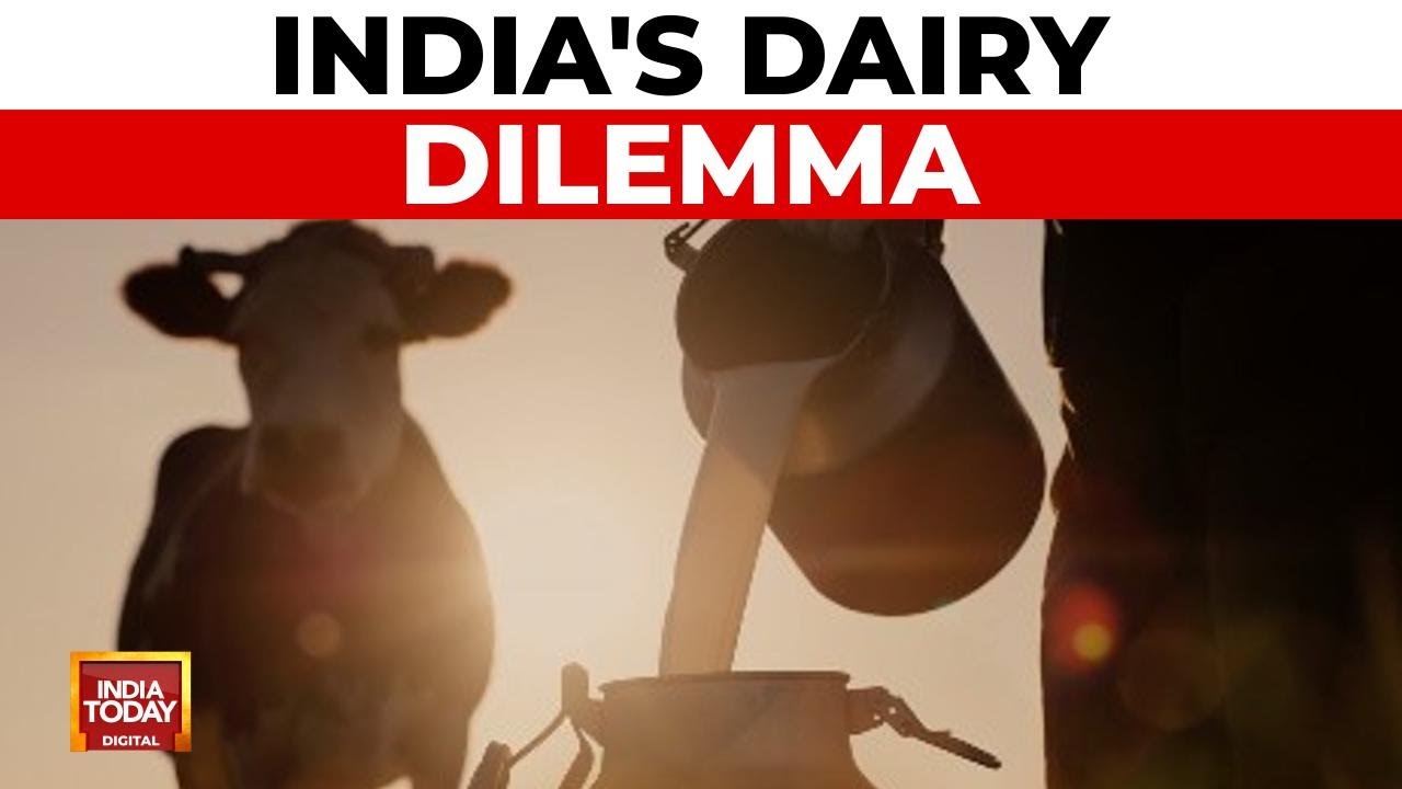 India Resists US Pressure to Open Dairy Market Amid High-Stakes Trade Talks
