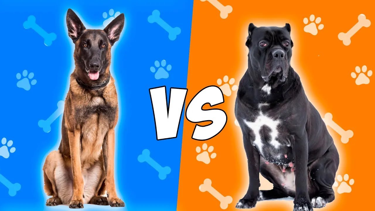 Pastor Belga Malinois VS Mastin italiano o Cane Corso - ¿Cuál crees que es mejor para ti?