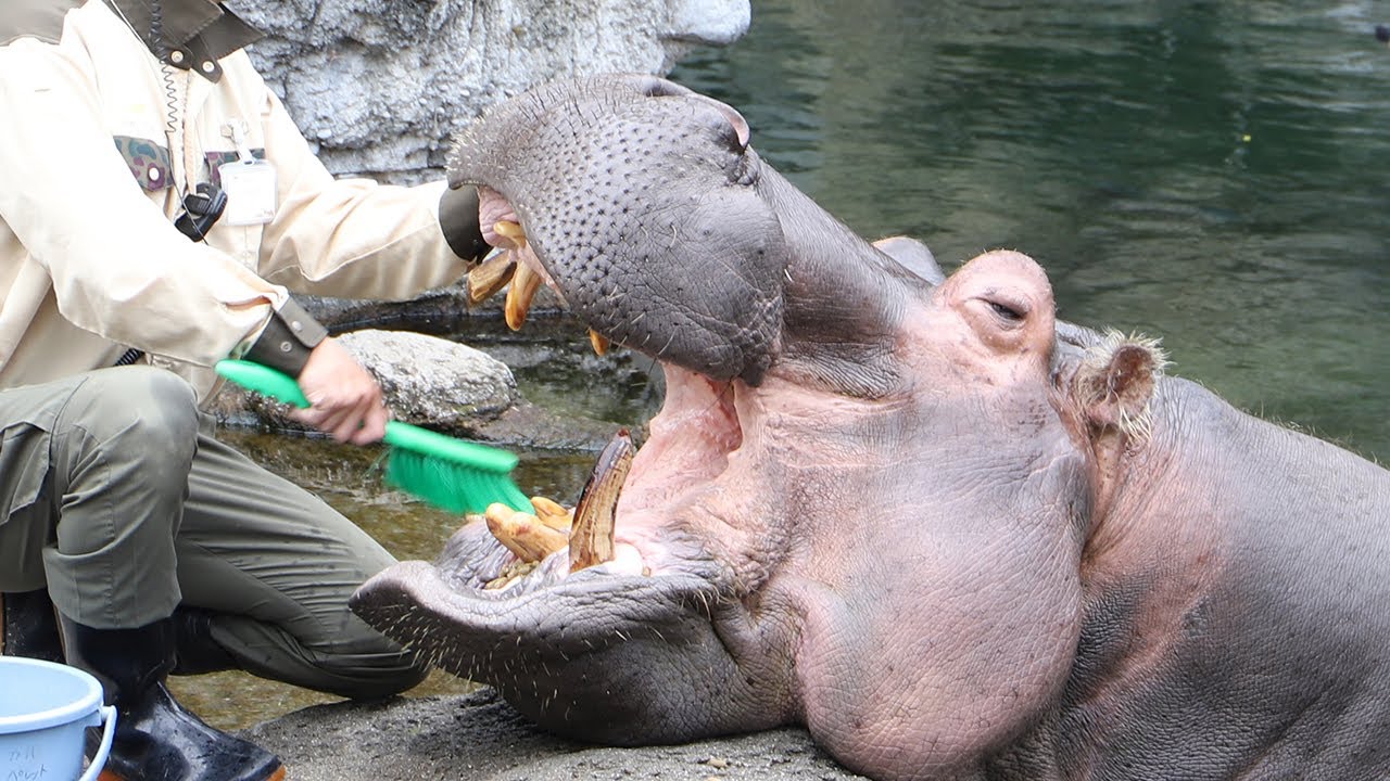 天王寺動物園で「カバのテツオ君と歯みがき教室」