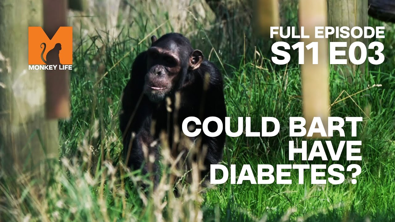 Young Chimp Bart Gets Sick | Season 11 Episode 3 | Full Episode | Monkey Life
