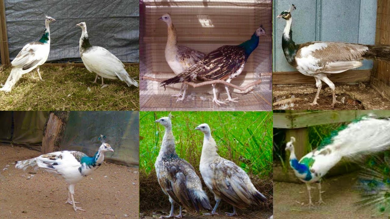 How to start peacock farming,Peacock Hen Hatching Eggs 🥚,Peacock Dance,Ground Birds Farming ,HSN