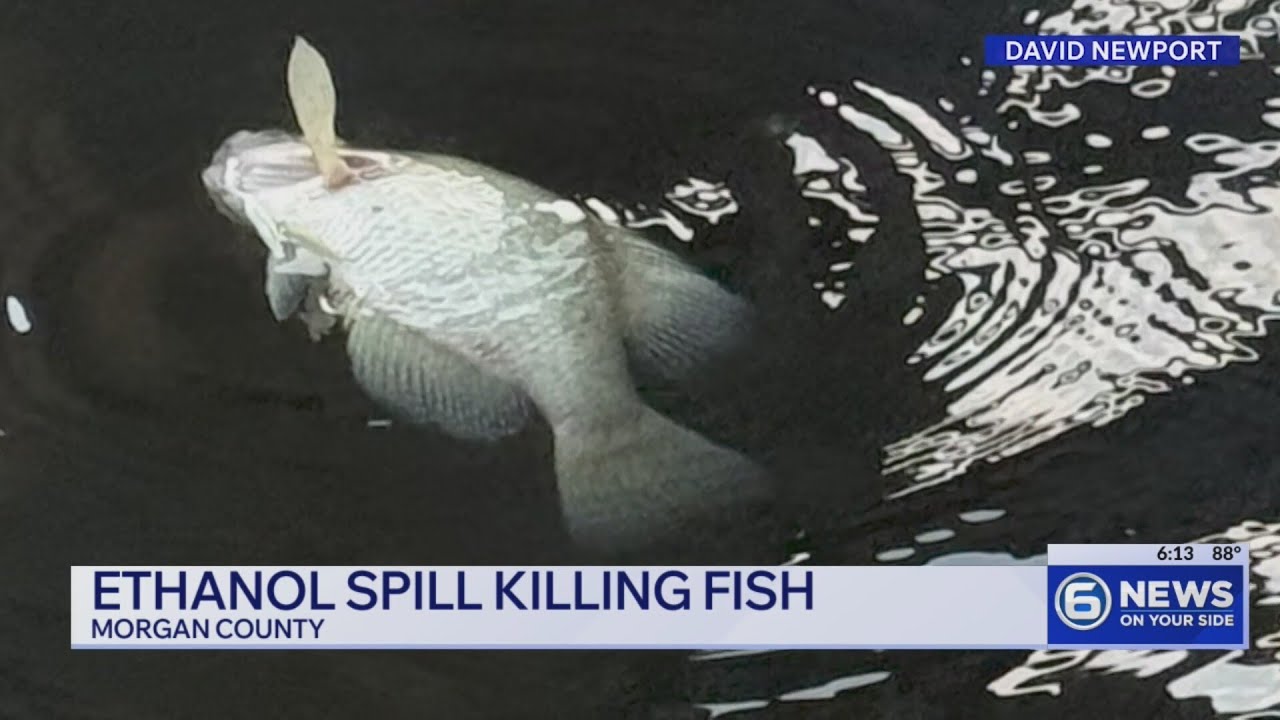 Fish kill reported in Emory River after train derailment in Morgan County