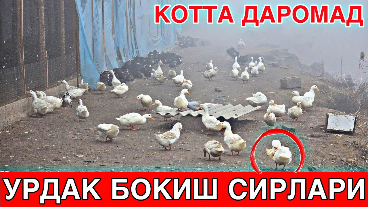 Урдак бокиш сирлари ва ундан котта даромат олиш сирлари ☎️+99850 0731526