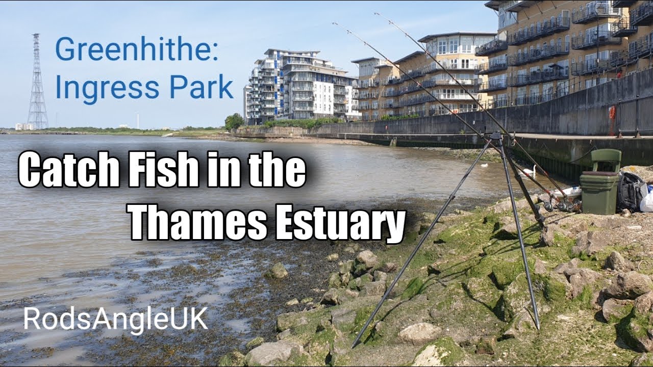 Catch Fish in the Thames Estuary: GREENHITHE - INGRESS PARK