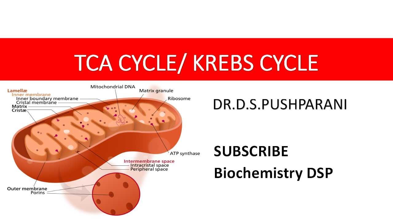 TCA Cycle| Citric acid cycle| Krebs Cycle| Tricarboxylic acid Cycle|  #BiochemistryDSP| Biochemistry