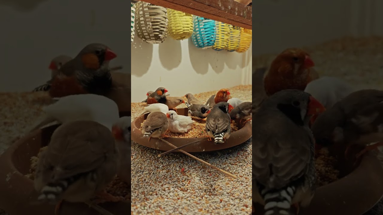 Zebra Finch Breeding #3