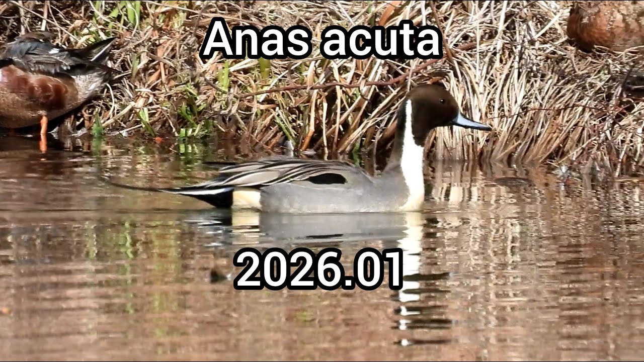オナガガモ (Anas acuta) / Northern pintail / 公園のカモ じゅん菜池緑地 / 2026年1月