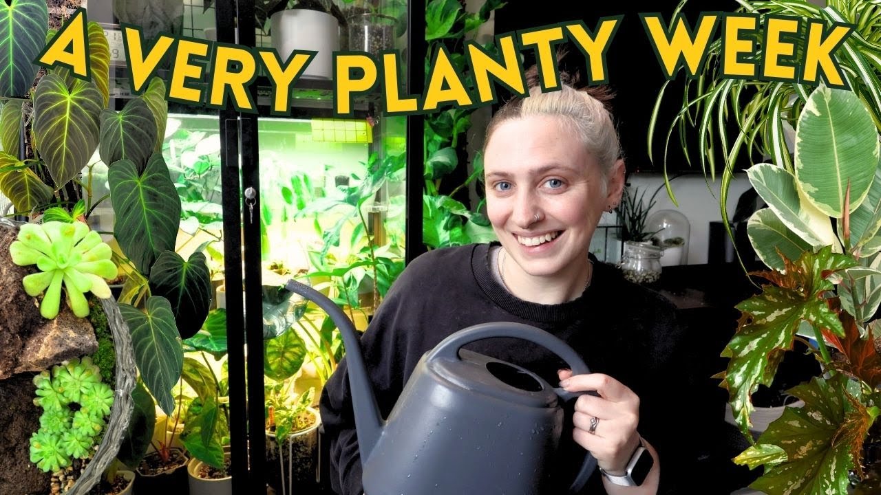 Catching Up on Plant Chores 🌿 repots, begonia resets & feeding pinguiculas