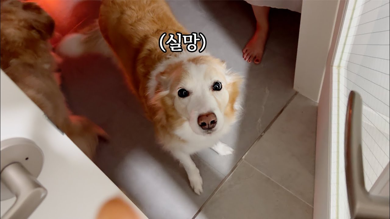 우리집 강아지를 다른 집에 딱 하루 동안 보냈더니 생긴 일..(충격과 공포)
