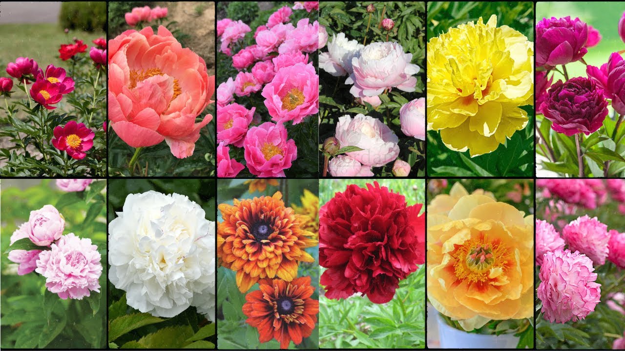PEONIES PLANTS VARIETIES - Plants Weekly