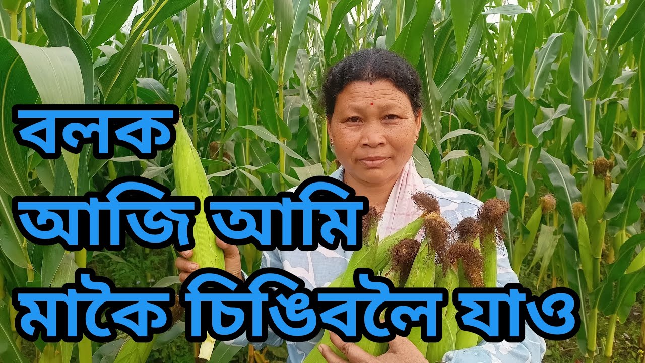plucking maza from our maze field