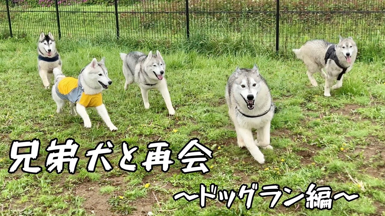 【後編】同じ顔が向かってくるww兄弟犬と嵐の中のドッグラン！！