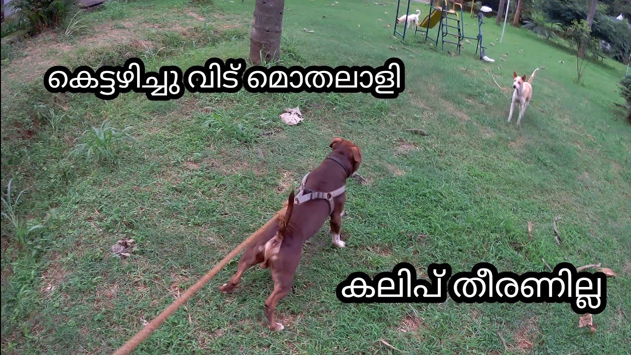 Pittbull and naadan കലിപ് seen