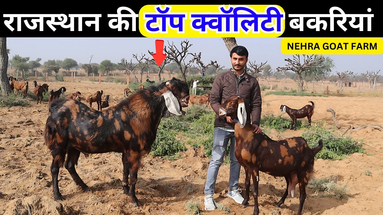 TOP SIROHI GOAT FARMING IN RAJASTHAN राजस्थान की टॉप क्वॉलिटी बकरियां 😯-HARISH YADAV