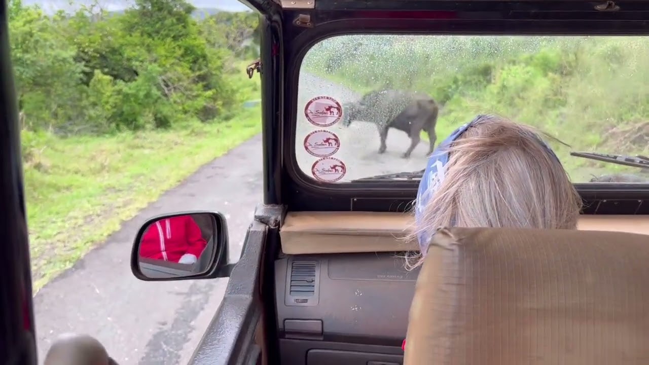 Game Drive in Hluhluwe-Imfolozi Game Reserve, Travel to eSwatini