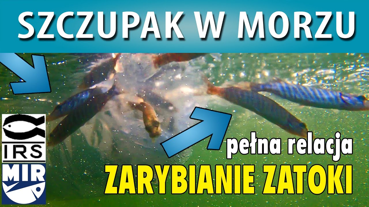 SZCZUPAK ➤Zarybianie ZATOKI PUCKIEJ 2020