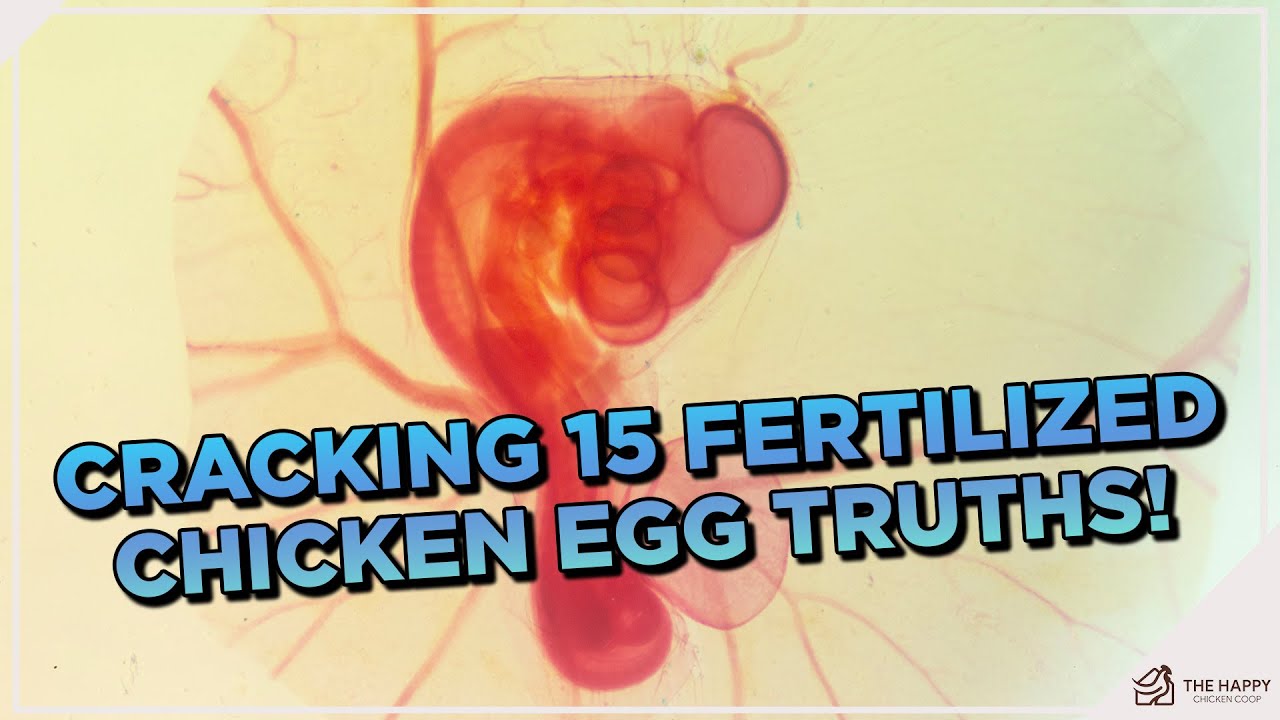 15 Things You Didn't Know About Fertilized Chicken Eggs