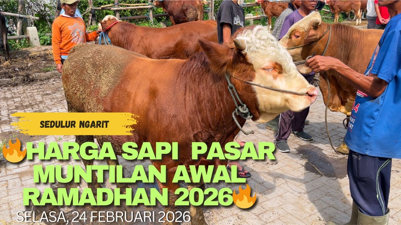 🔥HARGA SAPI PASAR MUNTILAN AWAL RAMADHAN 2026🔥‼️‼️ #sedulurngarit #hargasapi2026 #hargasapibakalan 