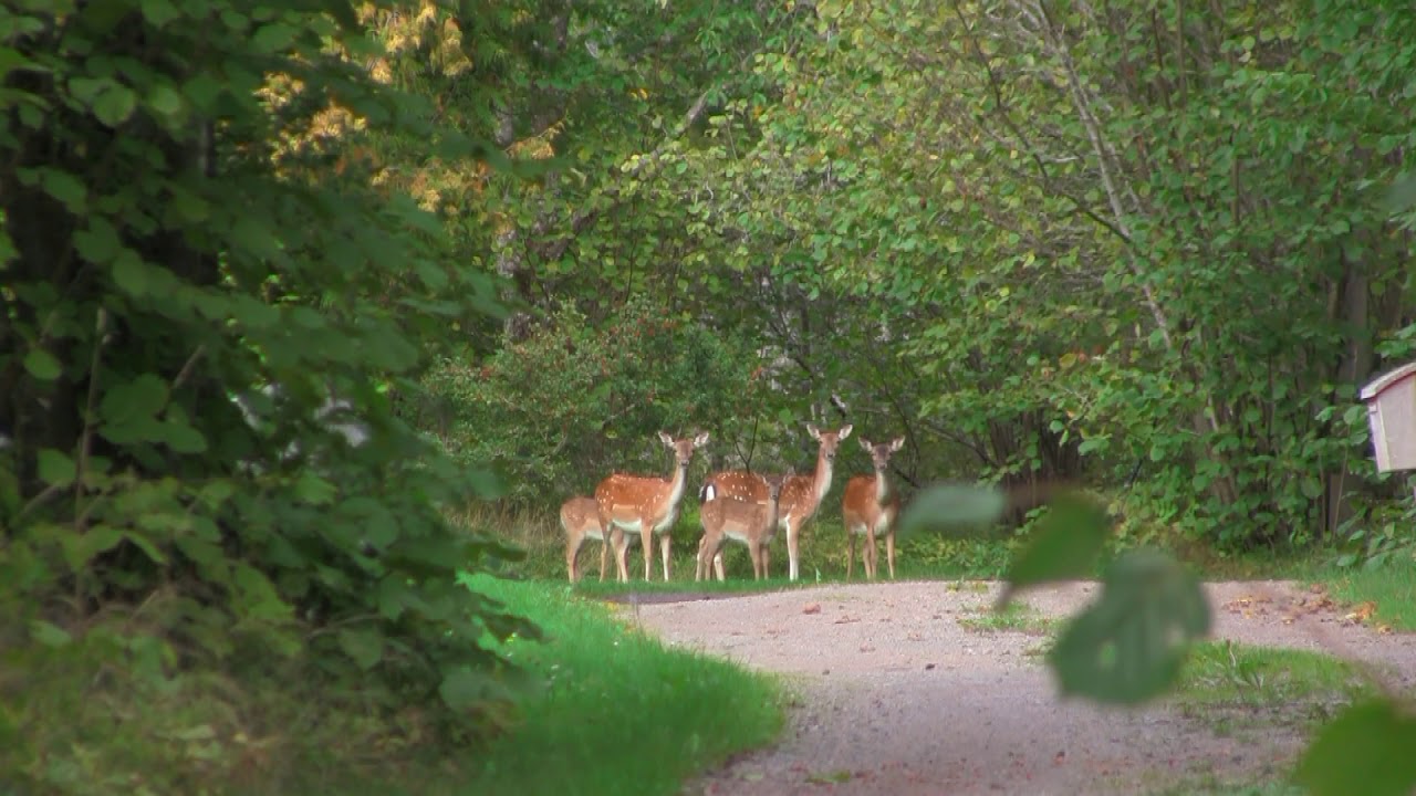 Promenad på Kinnekulle i naturreservat Munkängarna och Gröne skog