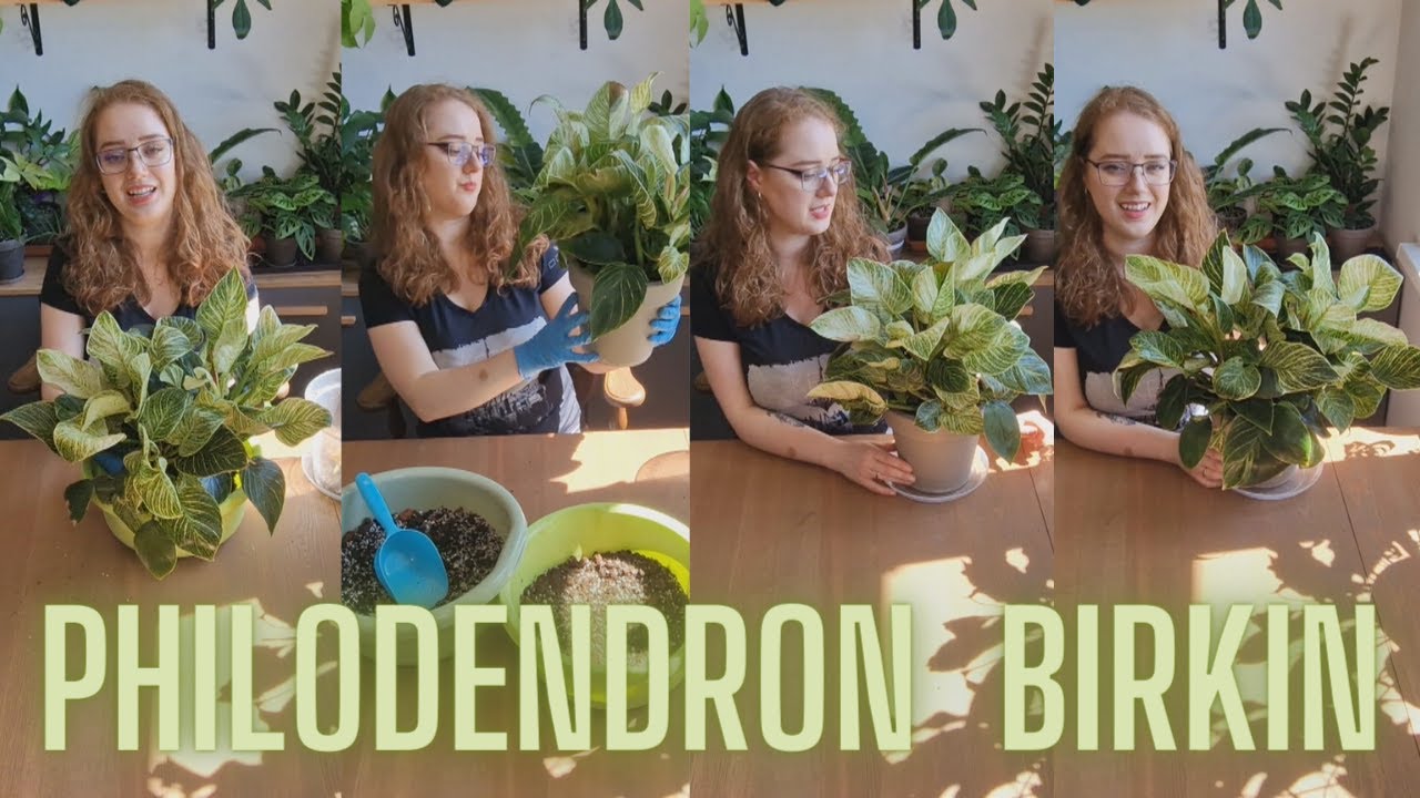 💚🤍 BIRKIN - Przesadzanie i krótko o pielęgnacji!